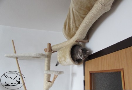 prírodný mačací strom Sheba a Mia